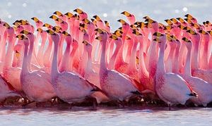Saltsjöarnas innevånare: rosa flamingos.